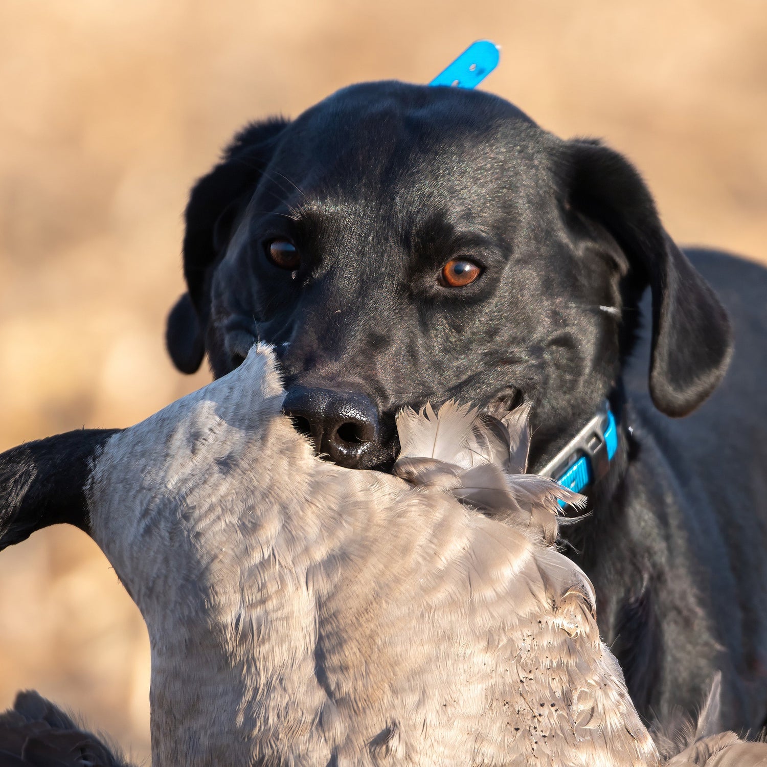 GARMIN Tri-Tronics PT 10 Dog Device